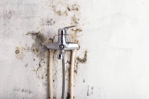 Best Health and Safety Mold Remediation in Rosenberg, TX
