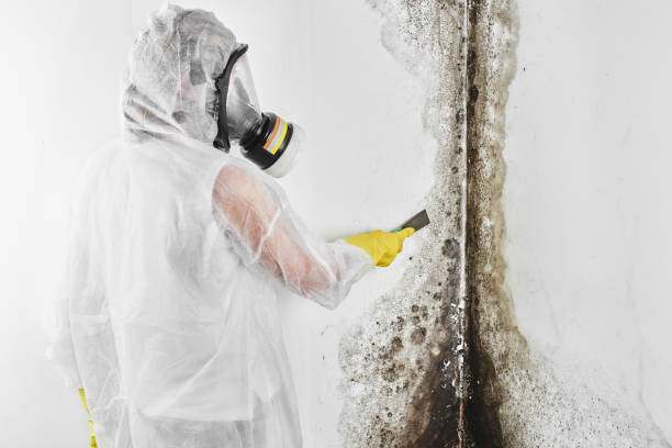 Best Preventive Mold Services in Rosenberg, TX