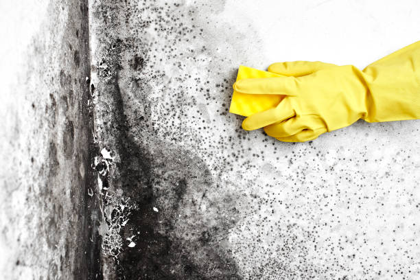 Best Mold Remediation for Schools in Rosenberg, TX