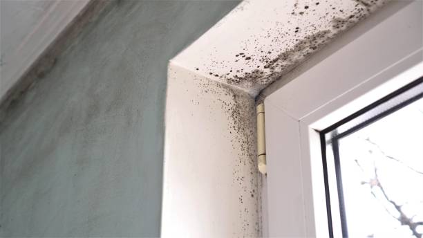 Best Residential Mold Remediation in Rosenberg, TX