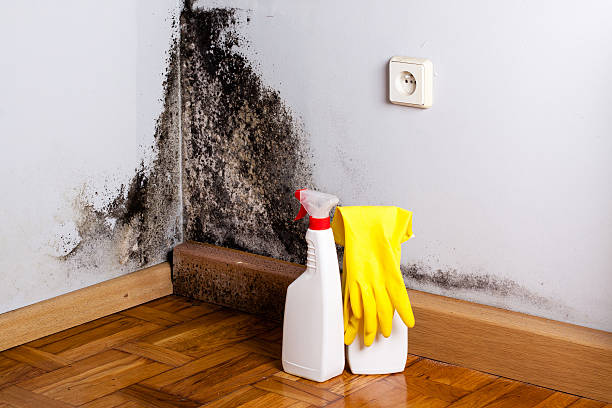Best White Mold Remediation in Rosenberg, TX