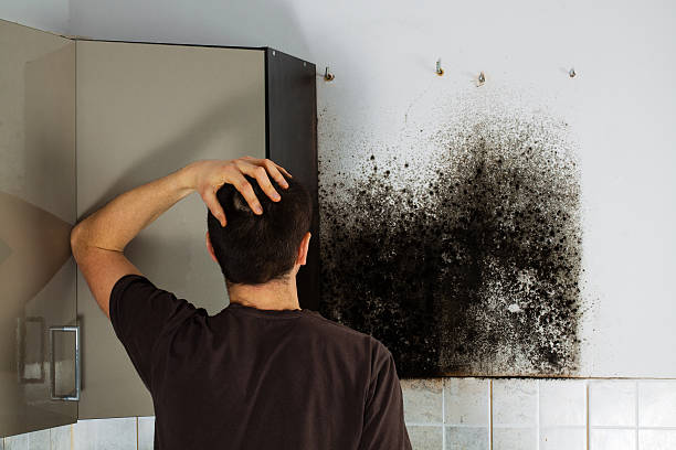 Professional Mold Remediation in Rosenberg, TX
