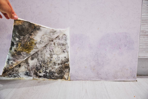Best Residential Mold Remediation in Rosenberg, TX